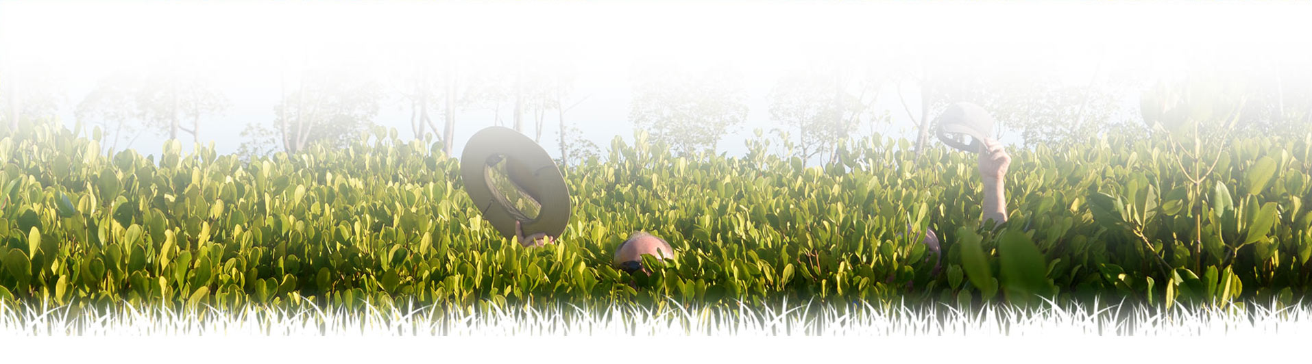 ForestPlanet