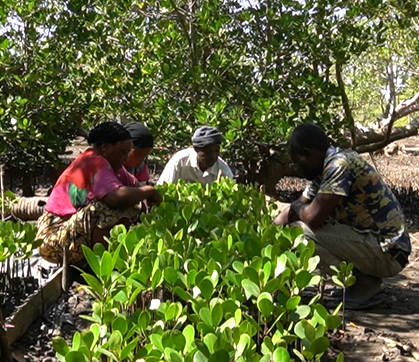 mangrove nursery workers